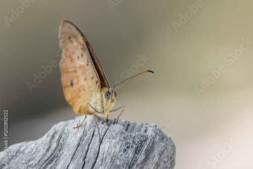 Common Brown Butterfly (Heteronympha merope)