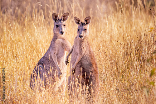 Eastern Grey Kangaroo (Macropus giganteus)