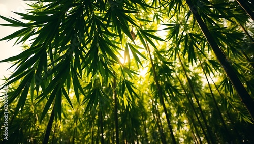Sunlit Bamboo Grove with Vibrant Green Leaves photo