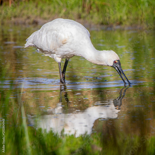 Royal Spoonbill (Platalea regia)