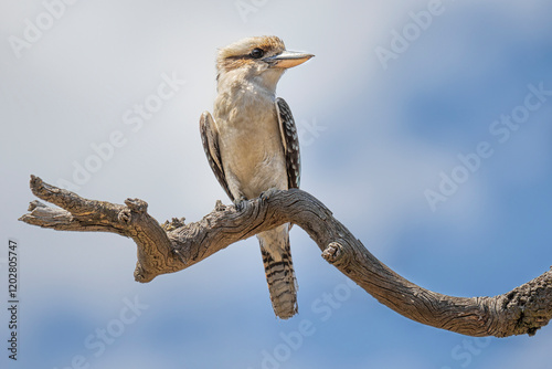 Laughing Kookaburra (Dacelo novaeguineae) 