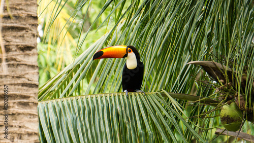 Toco toucan (Ramphastos toco) sitting on a coconut branch. Três Lagoas, Mato Grosso do Sul, Brazil