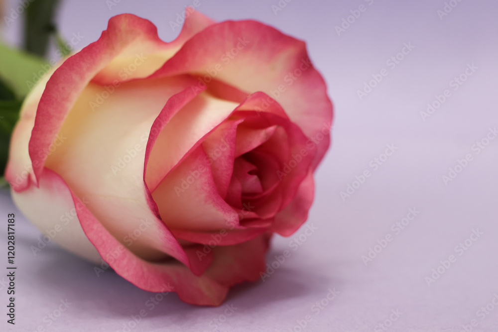 Fototapeta premium Beautiful pink rose on a purple background.