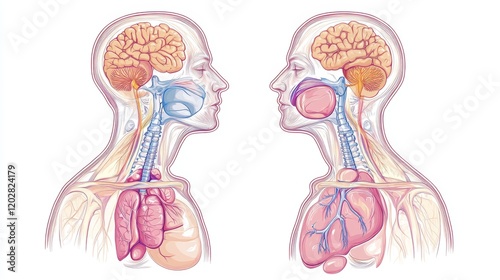 Anatomical breathing cycle diagram featuring dual human torso profiles, clear airway passage visualization, movement indicators for diaphragm function, gentle color palette with flesh tones and