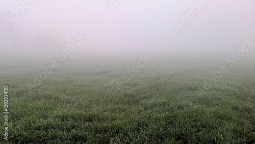 morning mist over the field