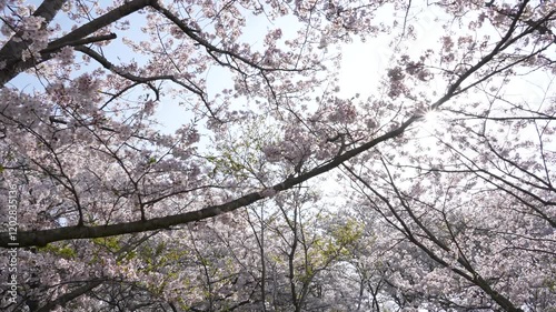 Wallpaper Mural 桜並木の下をゆっくり歩きながら撮影した4Kスローモーション動画(ジンバルを使用して撮影) Torontodigital.ca
