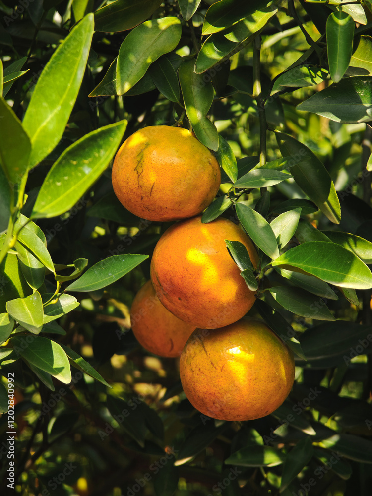fresh orange in the garden fresh orange in the garden