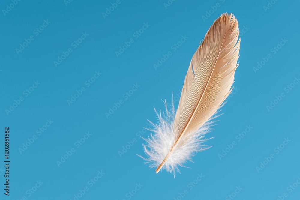 Obraz premium Single soft feather floating on a blue background