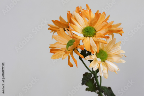 chrysanthemum tje very nice colorful autumn flowers close up photo