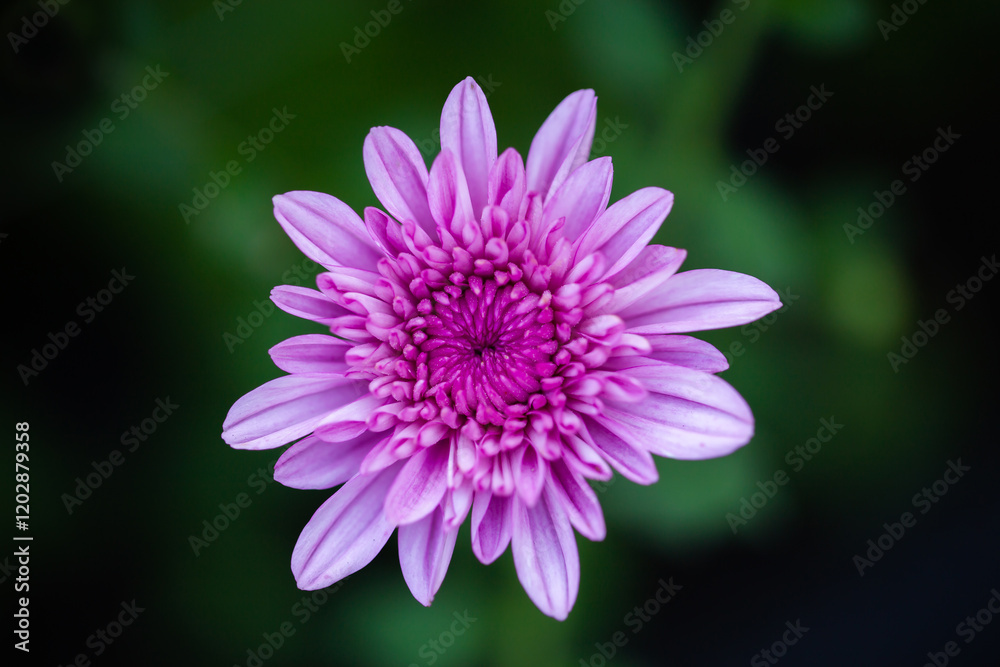 pink zinnia flower on background. chrysanthemum flowers in the garden. Illustration of artwork design For making background cards. pink zinnia flower on background. chrysanthemum flowers in the garden. Illustration of artwork design For making background cards.