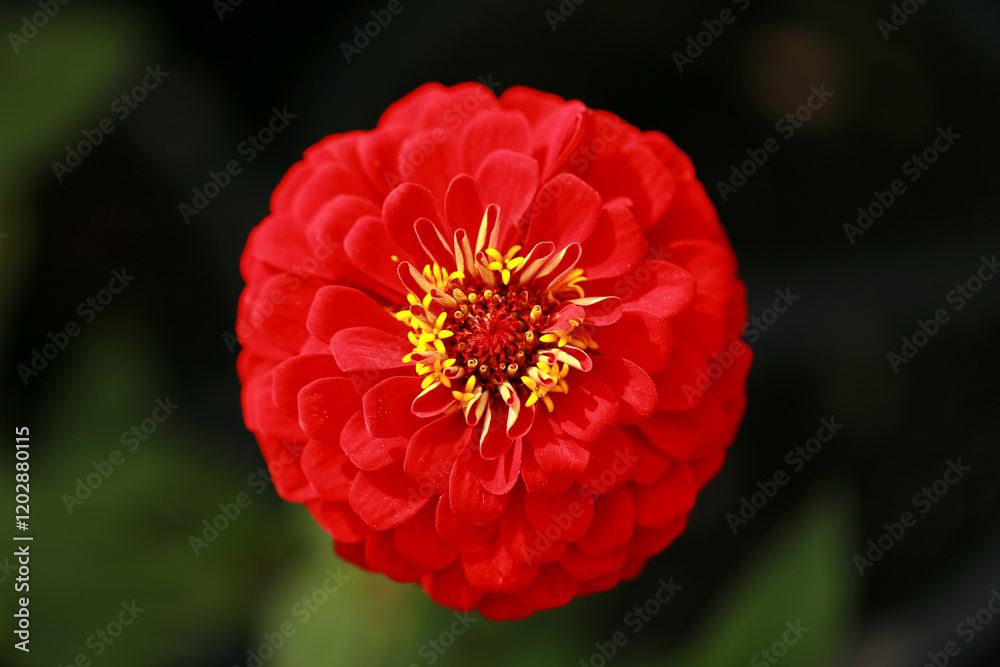 Red Zinnia flower, common zinnia or elegant zinnia in the formal garden Zinnia, bloom, red flower background.