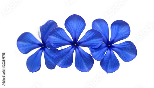 blue flower isolated on white