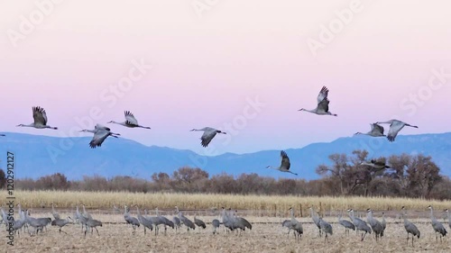 flock of birds fly over beautiful sunset sky