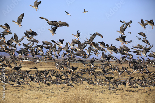 순간포착,새떼,쇠기러기,비행,논,김포시,경기도 photo