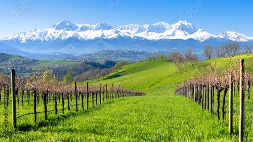 Vineyard Landscape with Mountain View
