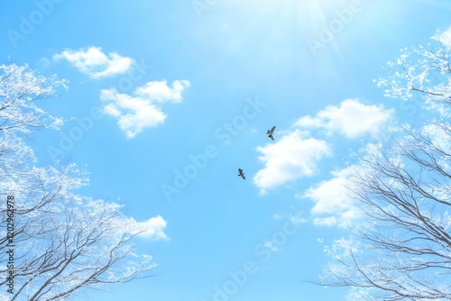 Two Birds Soar Gracefully A...
