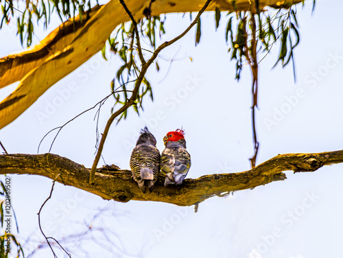 Mating Pair Callocephalon Fimbriatum Gang Gang photo