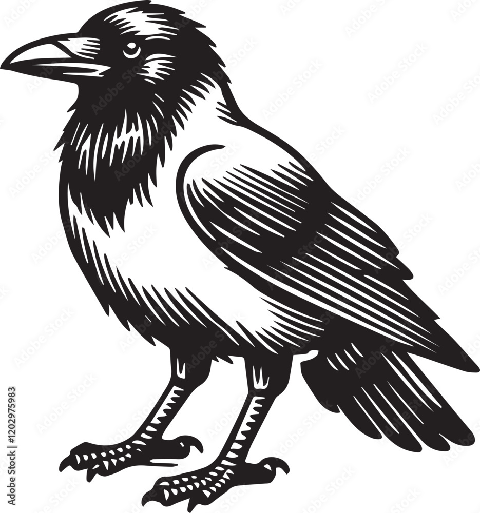 Fototapeta premium Crow vector illustration in black and white