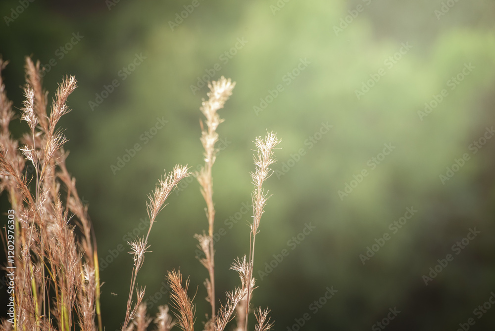 Dried grass flowers for background, to describe the image of winter and to use as wallpaper. Dried grass flowers for background, to describe the image of winter and to use as wallpaper.