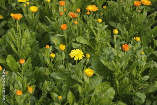 yellow and red chrysanthemum flowers 