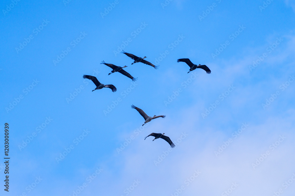 cranes flying in the snowy sky cranes flying in the snowy sky