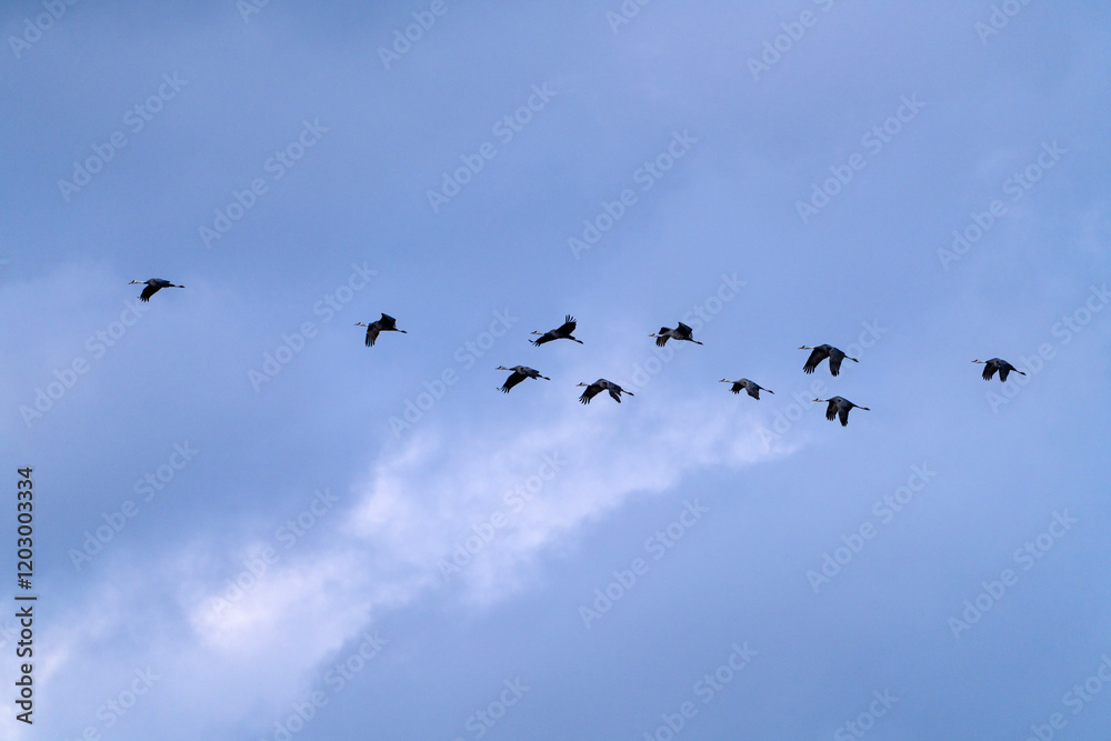 cranes flying in the snowy sky cranes flying in the snowy sky