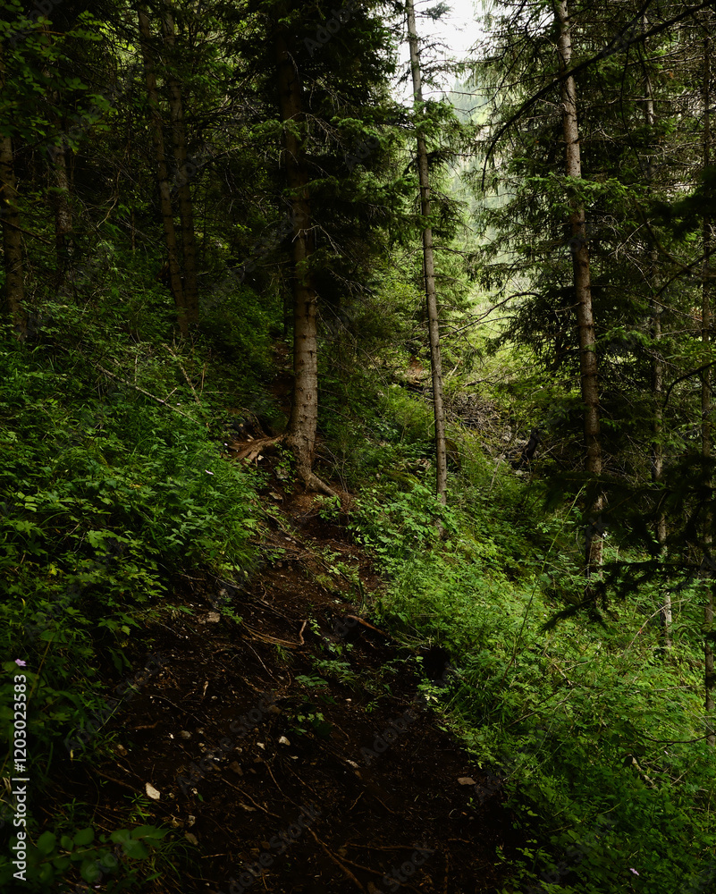 Fototapeta premium path in the forest