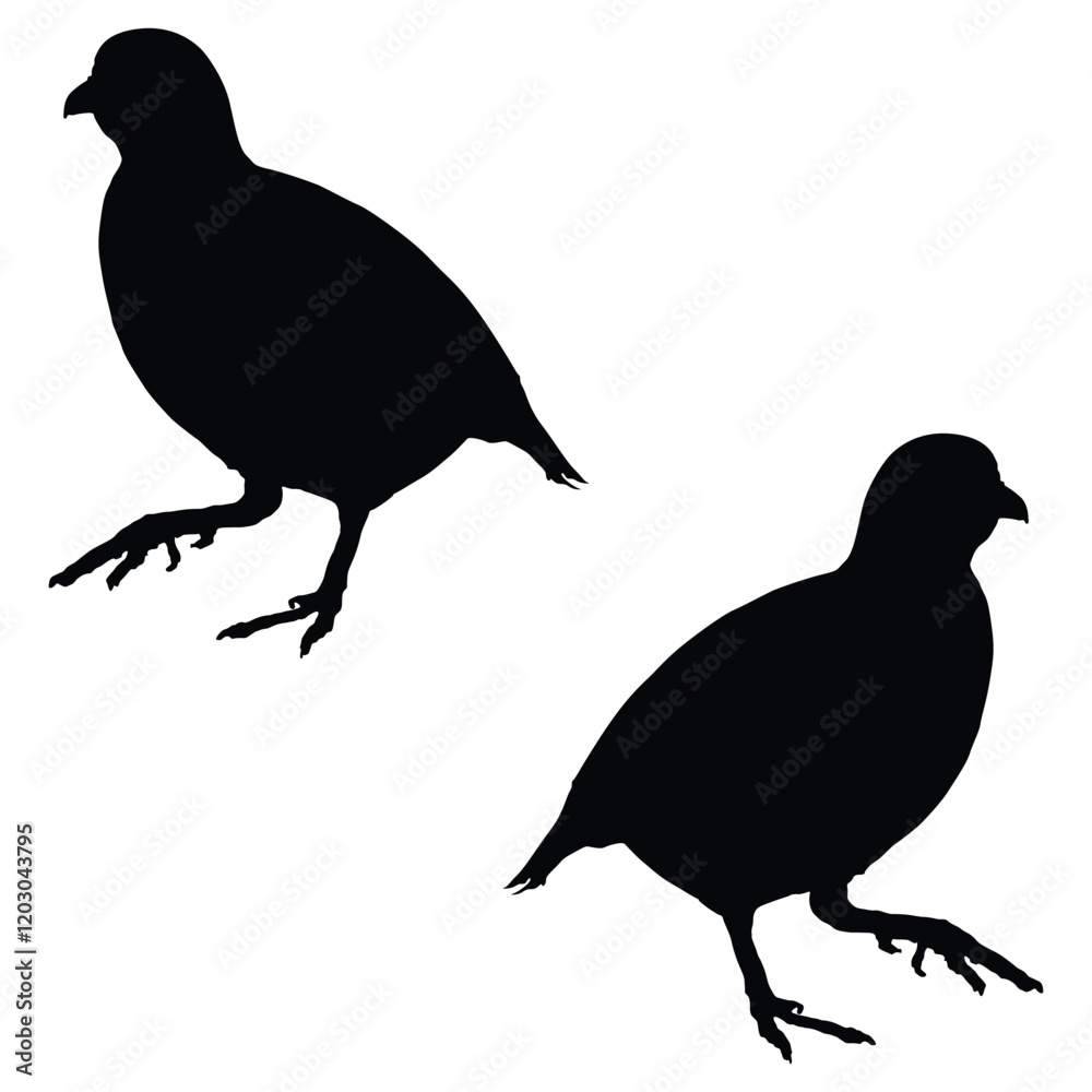 Obraz premium Chukar Silhouette, Chukar Vector Silhouette, Chukar cartoon Silhouette, Chukar illustration, Chukar icon Silhouette, Chukar Silhouette illustration