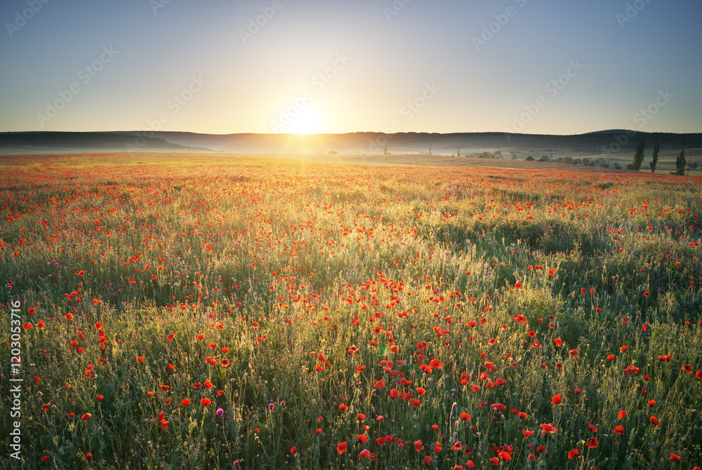 Spring poppies flowers in meadow. Spring poppies flowers in meadow.