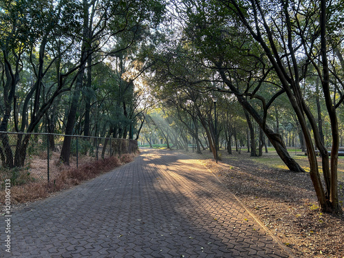 Early morning sun streams through the trees in Bosque de Chapultepec, Chapultepec Park, in Mexico City