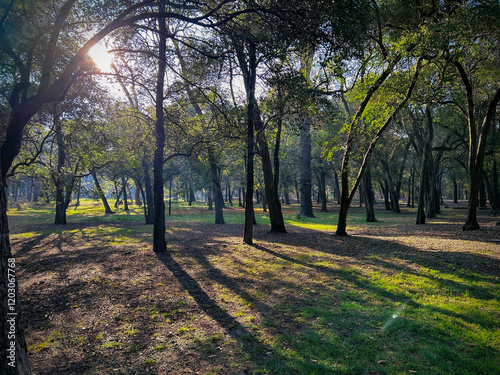 Early morning sun streams through the trees in Bosque de Chapultepec, Chapultepec Park, in Mexico City