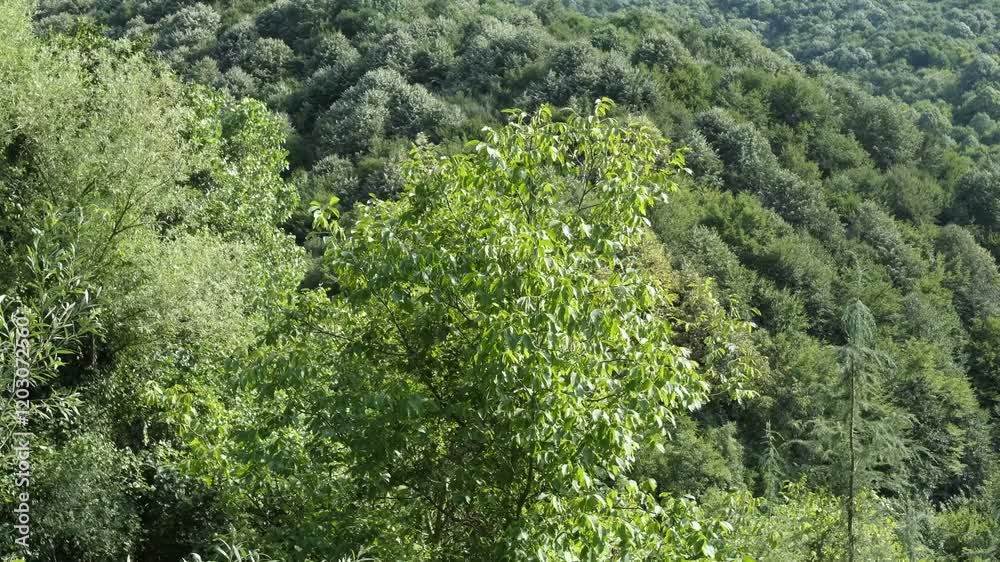Green leaves in forest Green leaves in forest