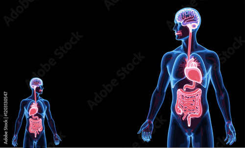 illustration of transparent human organs from head to toe vector silhouette
