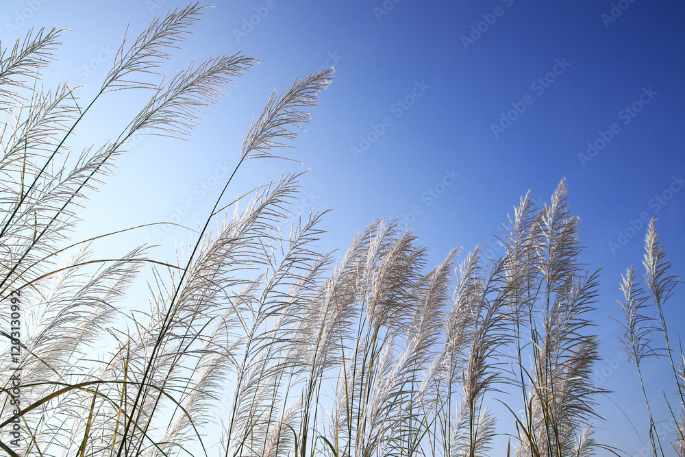 Obraz premium White flowers in winter on blue Sky