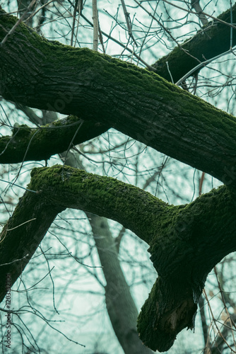 
Moss on a tree
