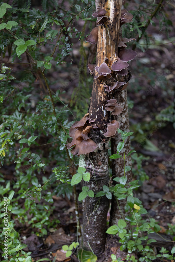 Fungi growing on tree trunk with green vines in dense forest Fungi growing on tree trunk with green vines in dense forest