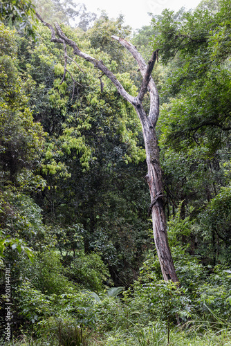 A tall dead tree stands in the middle of a dense, lush rainforest