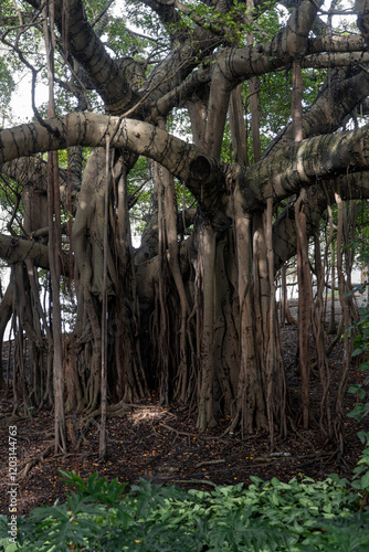 A massive old banyan tree with sprawling roots and twisting branches