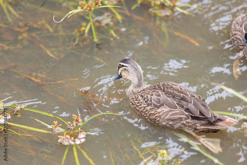 A Brown duck swims in shallow water surrounded by floating plants