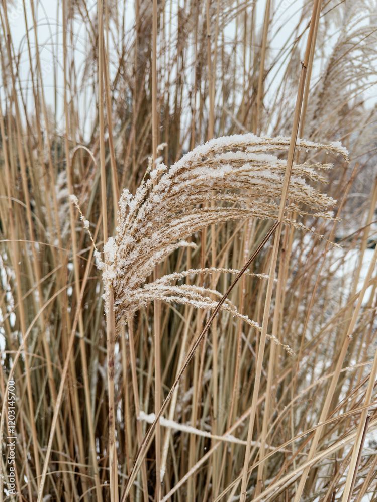 Fototapeta premium Details of Frosted Winter Grass
