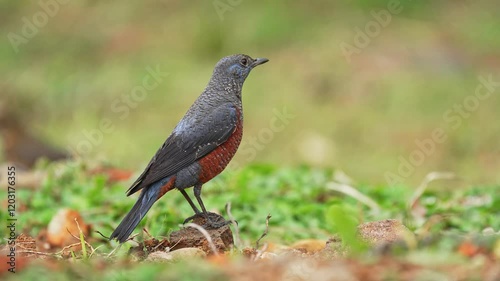 Blue rock thrush male on the ground leaving the frame in slow motion