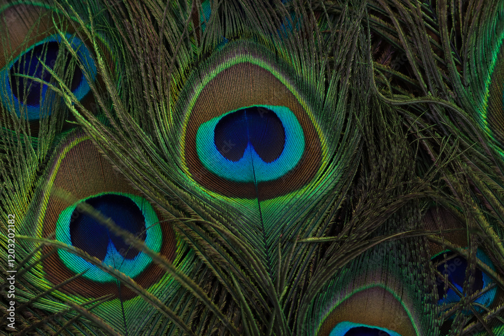 Obraz premium Peacock feather closeup. Selective focus.