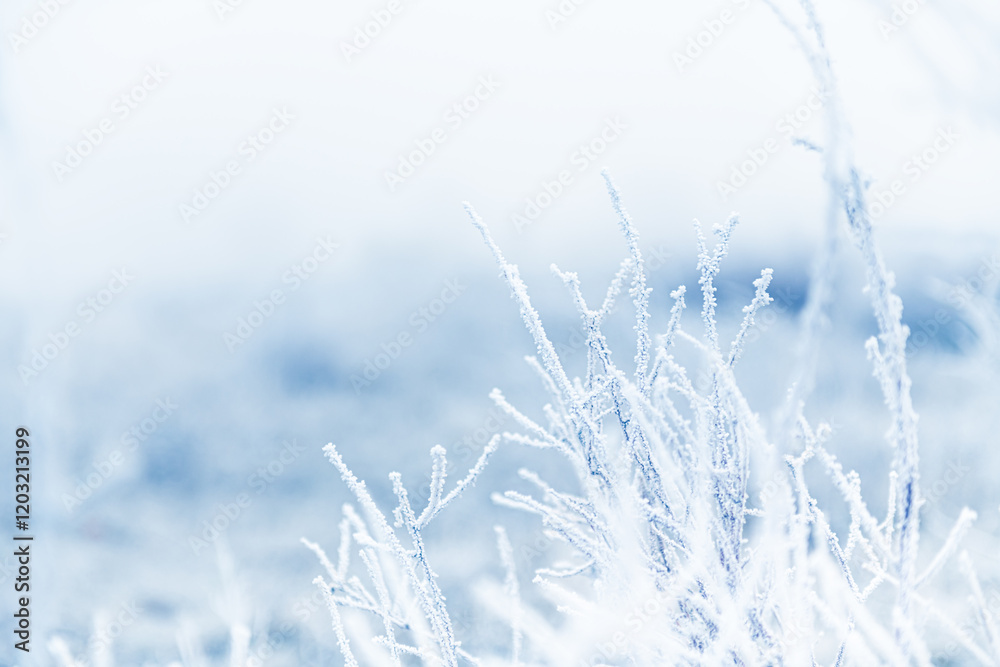 Frost-covered plants in winter forest at foggy sunrise. Macro image