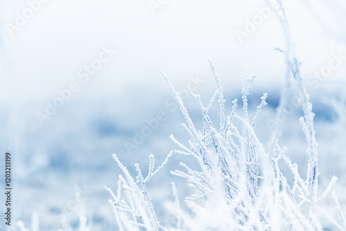 Frost-covered plants in winter forest at foggy sunrise. Macro image