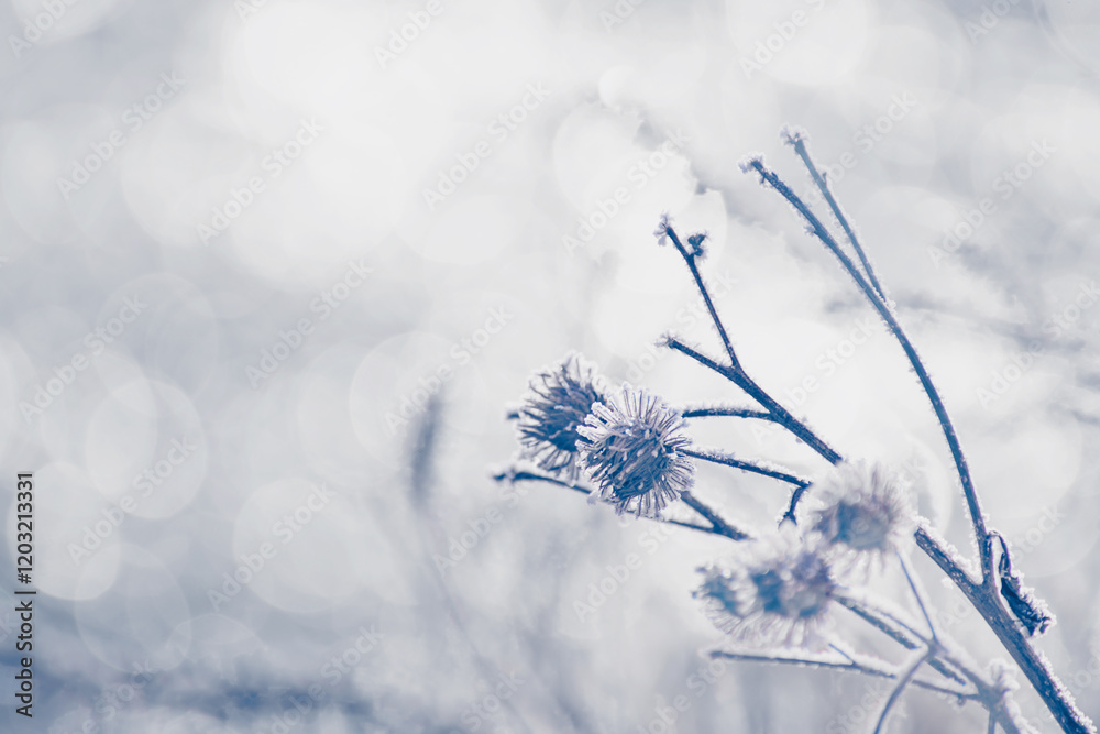 Frost-covered plants in winter forest at foggy sunrise. Macro image