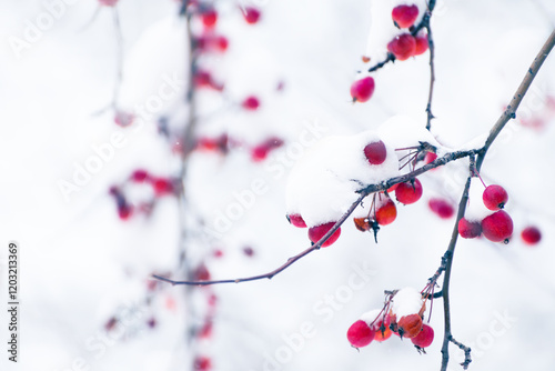 Obraz na płótnie Snow-covered wild red apples during snowfall. Selective focus. w salonie