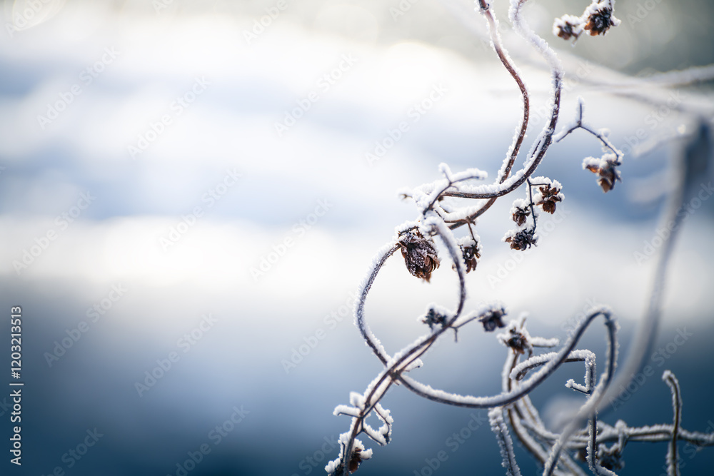 Frost-covered plants in winter forest at foggy sunrise. Macro image