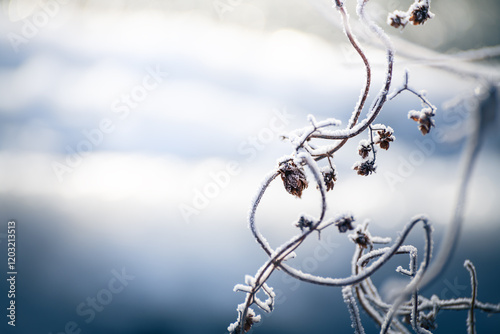 Obraz na płótnie Frost-covered plants in winter forest at foggy sunrise. Macro image w salonie