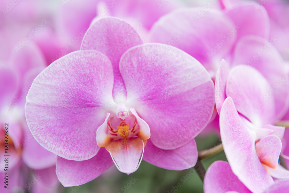Stunning pink orchid blossoms, ideal for use in wedding planning services, event invitations, or luxury floral arrangements advertisements. Stunning pink orchid blossoms, ideal for use in wedding planning services, event invitations, or luxury floral arrangements advertisements.