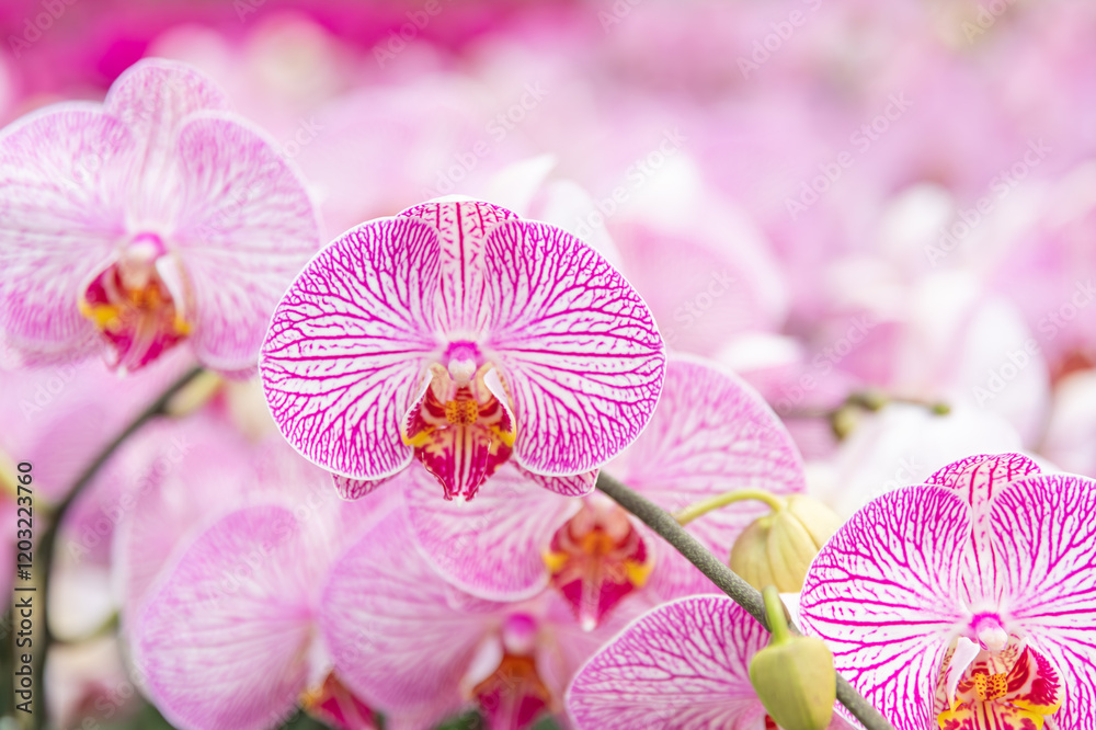 Stunning pink orchid blossoms, ideal for use in wedding planning services, event invitations, or luxury floral arrangements advertisements. Stunning pink orchid blossoms, ideal for use in wedding planning services, event invitations, or luxury floral arrangements advertisements.